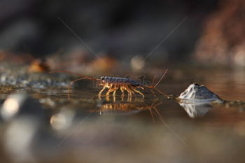 海水中的海蟑螂