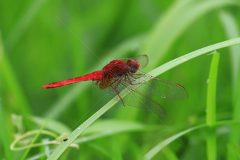 草丛中的红蜻蜓