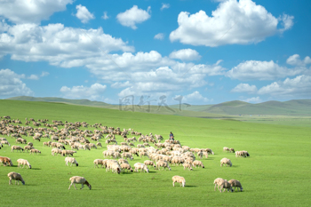 自然风光蓝天绿草地草原羊群风景图