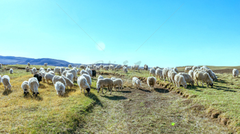 草原绵羊羊群畜牧风景图片